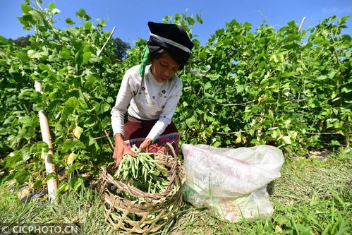 丹寨種植基地助力增收，畜產品貿易鋪就鄉村振興路